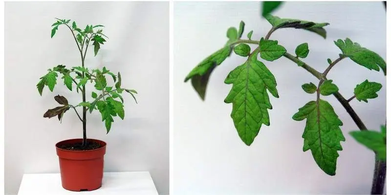 Растение открытого грунта Томат Шерами