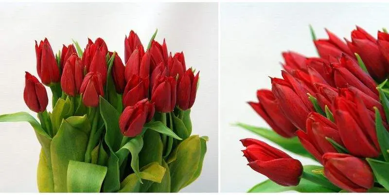 Тюльпаны Палада