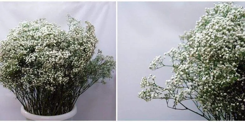 Миллион Стар