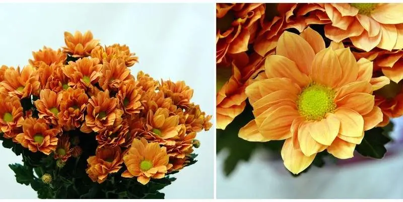 Гранд Оранж 